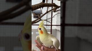 Releasing Lutino Cockatiel Pair  Cockatiel Male and Female in Master Cage cockatail parrot [upl. by Cl]