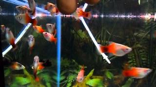 Xiphophorus maculatus Platy Galaxy [upl. by Line]