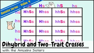 Dihybrid and TwoTrait Crosses [upl. by Attelrahc615]