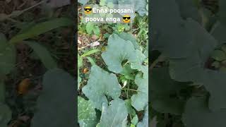 Vsalile poosani poo vachiputa vachiputa please subscribe and share [upl. by Neomah]