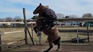 Un poco del trabajo que hacemos con nuestros caballos con el abuelo mas campero de la region 🇦🇷💯 [upl. by Hareehahs413]