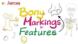 Bony Markings amp Features Tubercle Tuberosity Trochlea Fossa Fovea Crest Ridge…etc  Anatomy [upl. by Aimit]