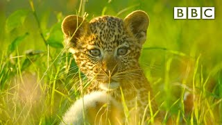 Leopard cubs learn how to escape a hyena 🐆 Serengeti II  BBC [upl. by Ellyn295]