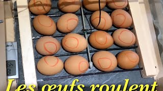 Incubateur HHD 12 oeufs de poule  35 oeufs de caille [upl. by Hitoshi669]