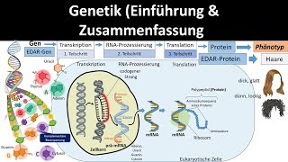 Genetik Einführung  Zusammenfassung 12  Abitur Biologie Genetik Oberstufe [upl. by Yttig]