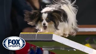 Lark the Papillon flawlessly executes the agility run to win the 8quot class  FOX SPORTS [upl. by Remas651]