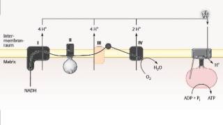 Duale Reihe Biochemie  Atmungskette [upl. by Haleemak]