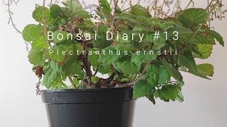 Bonsai Diary 13 Plectranthus ernstii  pruning flowers [upl. by Aihsyt]