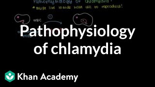 Pathophysiology of chlamydia  Infectious diseases  NCLEXRN  Khan Academy [upl. by Ruhtua]