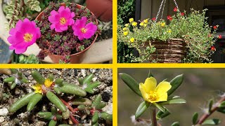 21 Tipos de Portulaca  una planta muy singular [upl. by Waldron175]