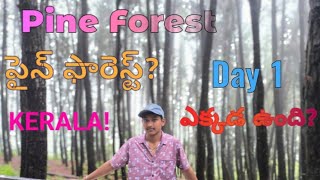 Pine Forest Vagamon Kerala  Telugu  Vagamon kerala  How to go Pine forest in telugu  Jeep ride [upl. by Bannon]