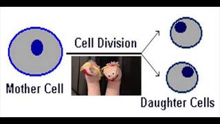 Biology MitosisCell Division Song BY CHLOE AND JULIA [upl. by Atiuqat]