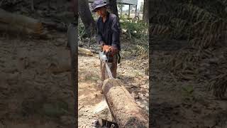 Machinery Stihl Chainsaw VS Dipterocarpus Alatus Tree 263 shorts [upl. by Alyhs]