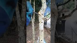 The Aquilaria trees are intentionally wounded to quickly obtain natural agarwood resin agarwood [upl. by Acnaib]