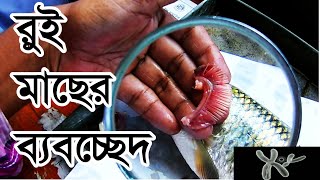 রুই মাছের ব্যবচ্ছেদ HSC  Dissection of Labeo rohita [upl. by Ylloh471]