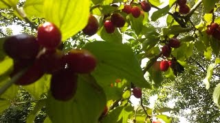 CORNIOLO Cornus mas medicinal plant [upl. by Neumann333]