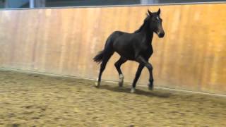 Fahrenheit  Dimaggio colt  2014 for sale [upl. by Enelehcim222]