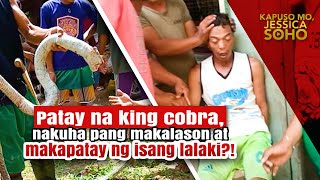 Patay na king cobra nakuha pang makalason at makapatay ng isang lalaki  Kapuso Mo Jessica Soho [upl. by Seana370]