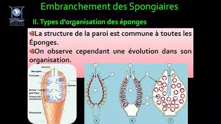 3Biologie des Org Animaux Embranchement des Spongiaires [upl. by Amikan82]