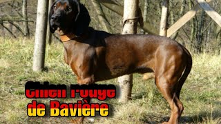 Race  Chien rouge de Bavière 🤔 [upl. by Auberbach889]