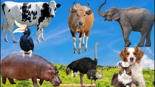 Animal Adventure Cow Elephant Hippo Ostrich Dog Cat Rhinoceros Horn  Animal Videos [upl. by Ettessil]