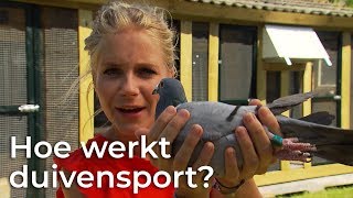 Hoe werkt duivensport  Doen Ze Dat Zo  Het Klokhuis [upl. by Yrrat67]