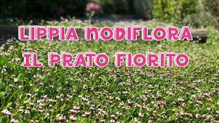 Il Prato fiorito di Lippia nodiflora a bassa manutenzione [upl. by Lada]