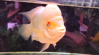 midas cichlid playing with pet fish petting my fish [upl. by Yelsel895]