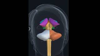 Diencephalon amp Brainstem 3D Anatomy Epithalamus Subthalamus hypothalamus Medulla Pons Midbrain [upl. by Silvanus]