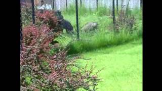 Buru babirusa amp Okapis  Zoo Antwerp [upl. by Elcarim650]