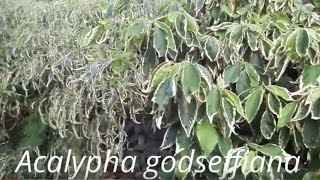 New cultivars of Acalypha godseffiana  how to [upl. by Sorvats]