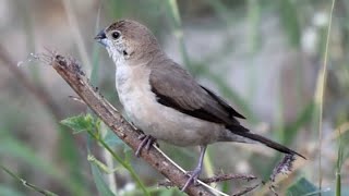 Indian Silverbill Video माळमुनिया Credit Nita Patne [upl. by Ennaeiluj]