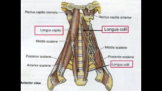 Two Minutes of Anatomy Deep Cervical Flexors AKA Deep Neck Flexors [upl. by Natalee]