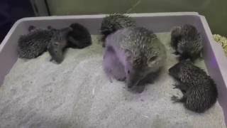 Baby Lesser Tenrec Compilation SERIOUSLY CUTE [upl. by Yenattirb]