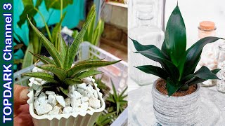 15 Variedades de Sansevieria [upl. by Woolcott237]