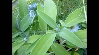 Salvia e Nigella sativa medicinal plant [upl. by Afirahs]