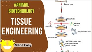 Tissue Engineering steps application Animal Biotechnology 🤩 [upl. by Ater]