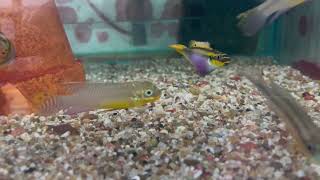 Pelvicachromis taeniatus kienke [upl. by Yngiram]