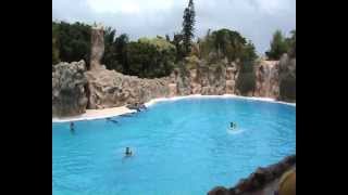 Tenerife Loro Parque  Dolphin  delfin  show [upl. by Placidia]