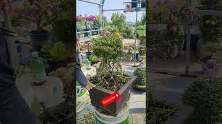 Technique pruning portulaca flower in pot 💐🍯 bonsaigarden nature shortvideo flowers gardening [upl. by Bello498]