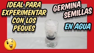 👉 Proyectos de HIDROPONÍA PARA NIÑOS y principiantes Germinación de semillas de forma hidropónica [upl. by Ethbinium805]