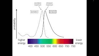 Fluorophore Spectra [upl. by Raman346]