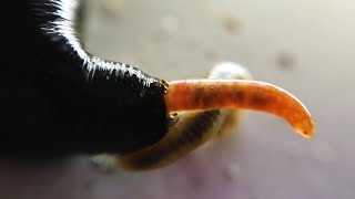 HorseLeech Eating Earthworm MACRO [upl. by Ricker620]