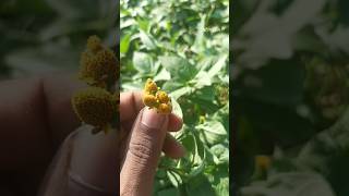 Acmella caulirhiza Delileअककराherbplantncertpraticalshort [upl. by Swanhildas69]