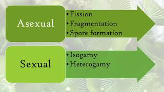 Reproduction in Algae [upl. by Killion]