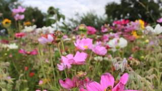 Groei en bloei van veldbloemen [upl. by Aliahkim969]