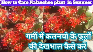 Kalanchoe Plant Care in Summer kalanchoe Plant Propagate kalanchoe Growing tipsseasonalgardening [upl. by Sseb]