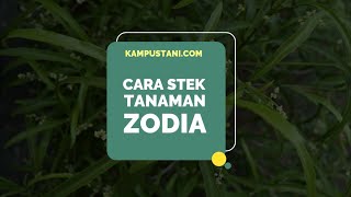 Cara Stek Tanaman Zodia  Kampus Tani [upl. by Saiff213]