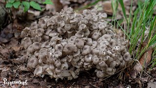 Żagiew wielogłowa Polyporus umbellatus  rzadki i ciekawy grzyb [upl. by Katzir]