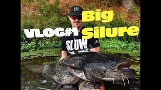 VLOG 1 Enorme silure [upl. by Bonn]